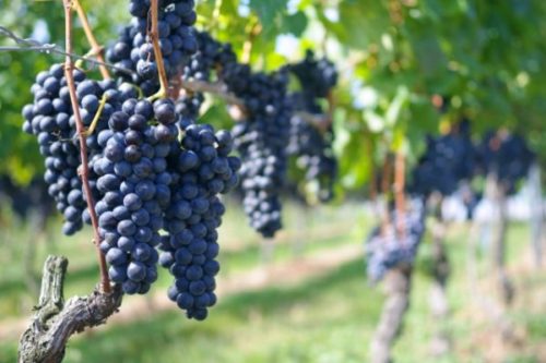 ワインの澱はどんな主成分で出来ている？